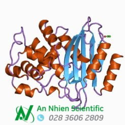 Cephalosporinase (β-lactamase type II)